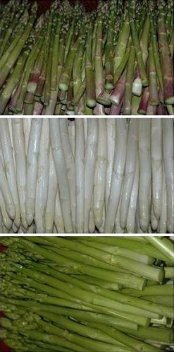 Spargel